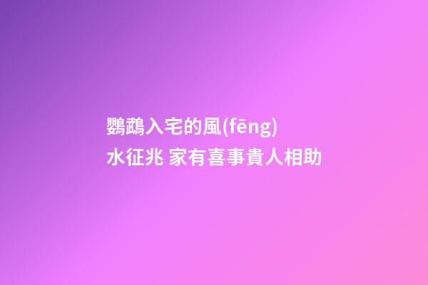 鸚鵡入宅的風(fēng)水征兆 家有喜事貴人相助